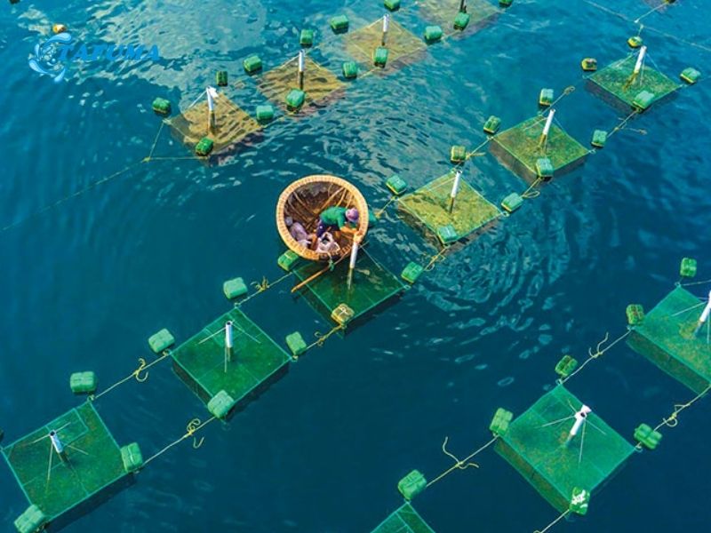 Ứng dụng phèn xanh trong nuôi tròn thủy sản