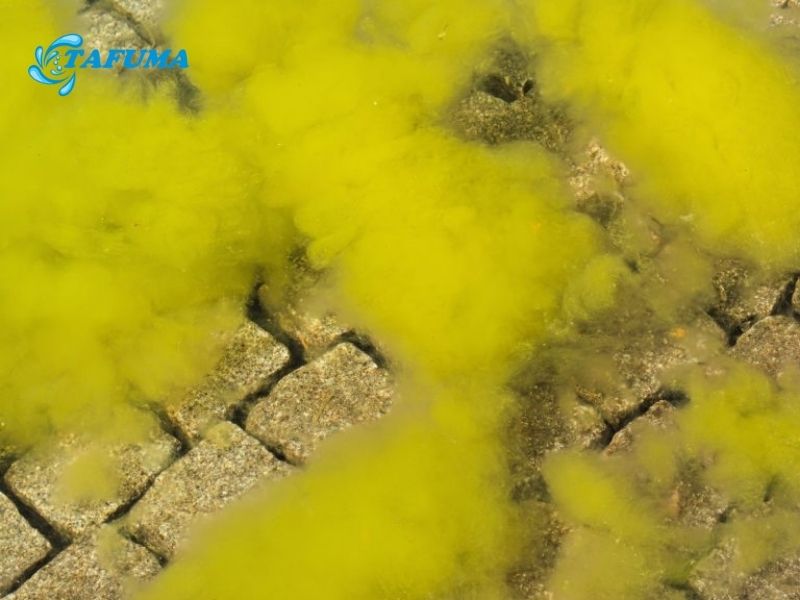 Các loại tảo phổ biến trong hồ bơi