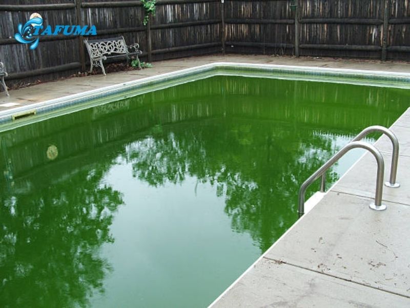 Cách phòng ngừa nước hồ bơi bị rêu tảo