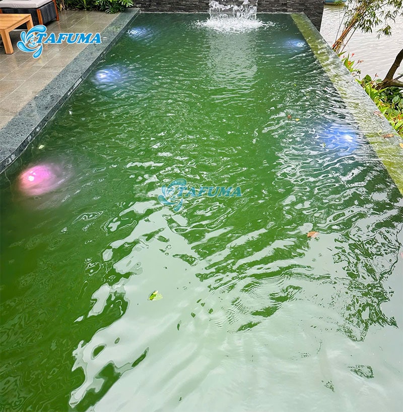 Nước hồ bơi bị rêu tảo là do nước nguồn không được lọc sạch